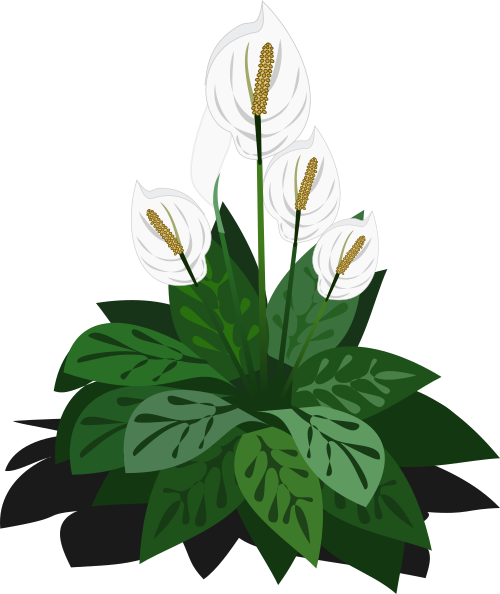 spathiphyllum